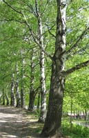 Betula Pendula - Silver Birch Deciduous Tree